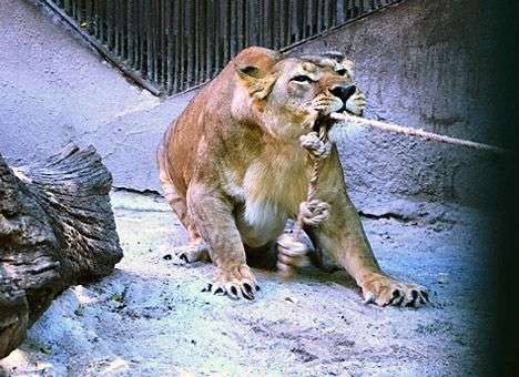 У обитателей одесского зоопарка не будет спокойных ночей