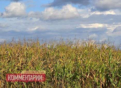 Из-за дождей фермеры потеряют 6 млрд. гривен