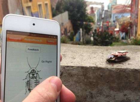 В США появятся тараканы-киборги (ВИДЕО)