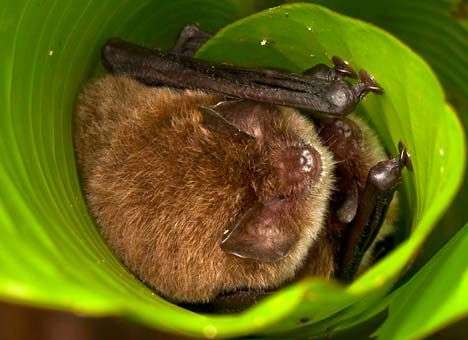 Летучих мышей назвали изобретателями слуховой трубки