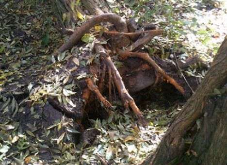 Ветер выкорчевывал деревья и валил на провода в Керчи (ФОТО)