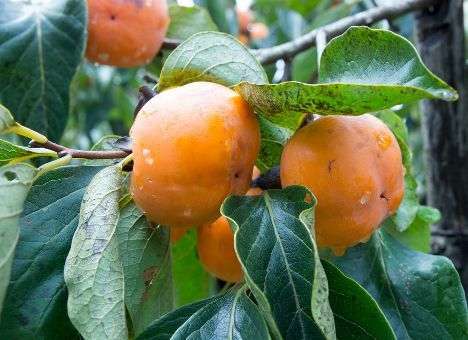 Хурма улучшает зрение