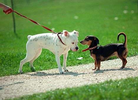 Собаки понимают друг друга по направлению виляния хвоста