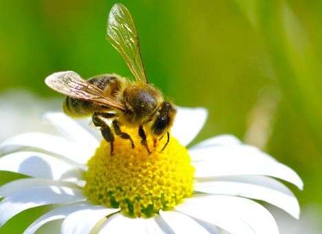 В ДТП в США пострадали миллионы пчел