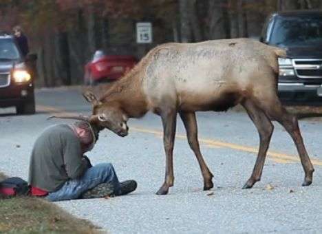 Заповедник усыпил оленя-звезду YouTube за чрезмерную общительность (ВИДЕО)