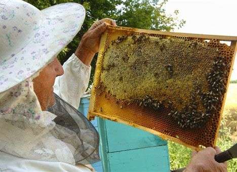 Мед является антибиотиком новой эры