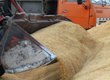 Украину ждет рекордный экспорт зерна в тоннах, но не в долларах