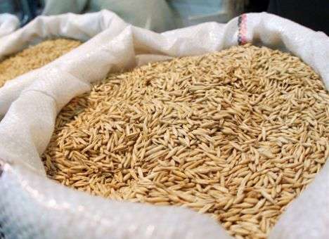 Запасы зерна увеличились почти на треть по сравнению с прошлым годом