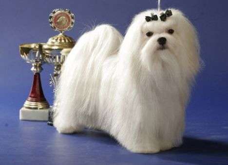 Министр Захарченко продает в Донецке имение с питомником для болонок