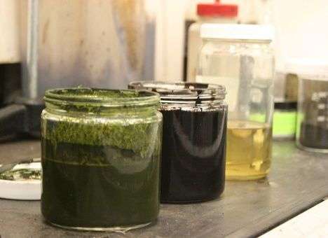 Ученые уменьшили цикл переработки растения в нефть (ВИДЕО)