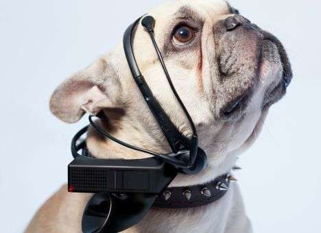 Устройство No More Woof расскажет о чем думает собака