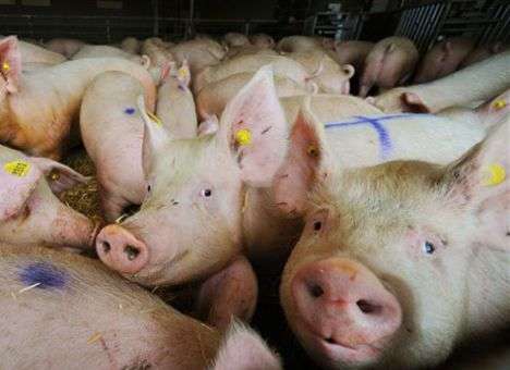 Беларусь ограничила ввоз свинины из Луганской области
