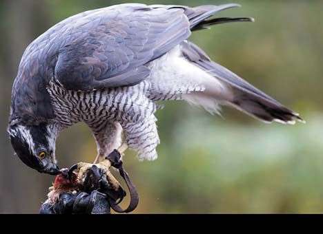 «Ястребы» рулят