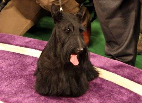 Объявлен победитель самой престижной в США выставки собак