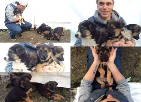 Американский фристайлист заберет из Сочи четырех щенков (ФОТО)
