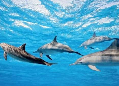 Подводный мир можно будет изучать через Google Street View