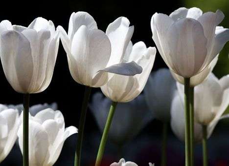 В честь президента Казахстана назвали тюльпан