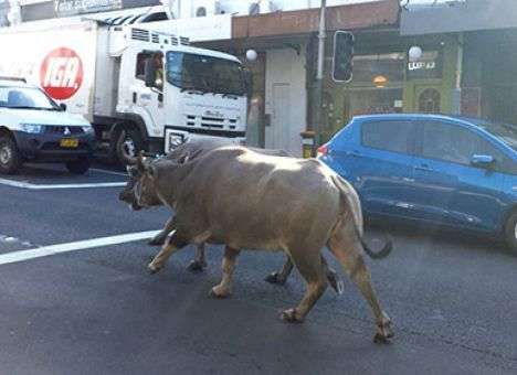 В Австралии пара буйволов сбежала со съемок рекламы