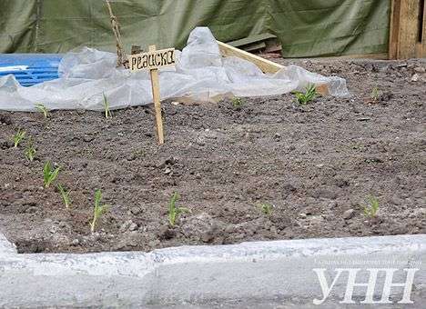 На Майдане всходят овощи, а еще обещают завести свиней и кур (ФОТО)