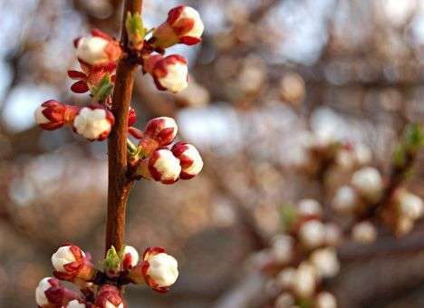 В Крыму мороз убил абрикосы и персики