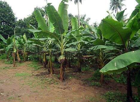 Украинцы могут остаться без бананов