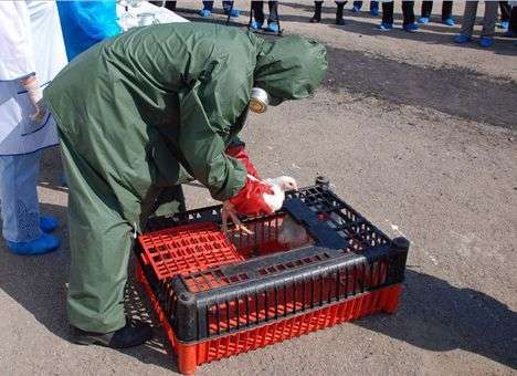 В Японии из-за вспышки птичьего гриппа уничтожено более 110 тыс кур