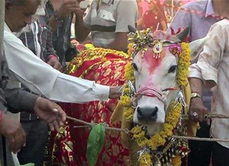 В Индии устроили свадьбу быка и коровы на 17 у.е. тысяч