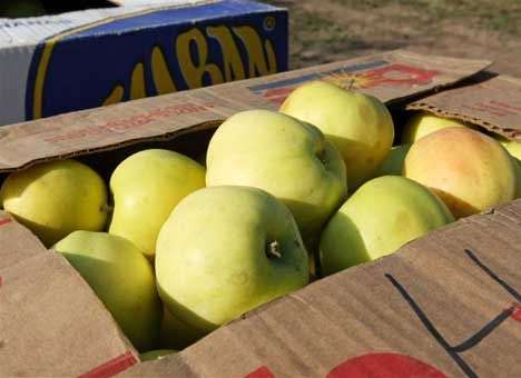 Россия может запретить ввоз овощей и фруктов из Польши