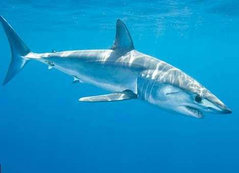 Американец поймал на удочку акулу весом 365 кг