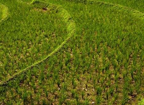 В Крыму погиб весь урожай риса — СМИ