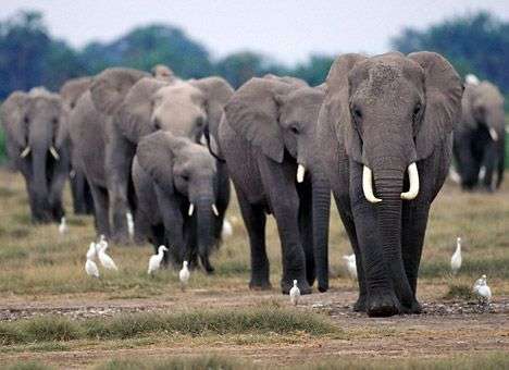 Стадо слонов раздавило туриста в Ботсване