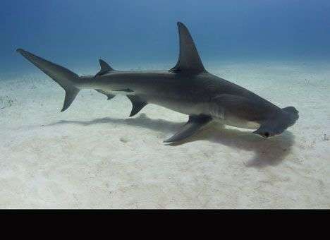 В США четырехметровая акула-молот разродилась прямо на руках у рыбаков