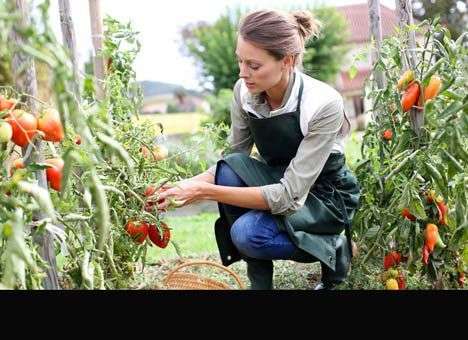 Топ-5 «лекарств», которые можно найти на собственной даче