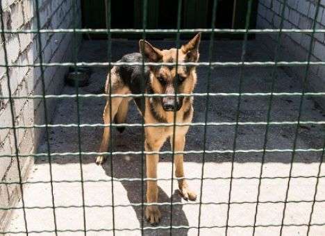 В Харькове рокеры соберут деньги для бездомных животных