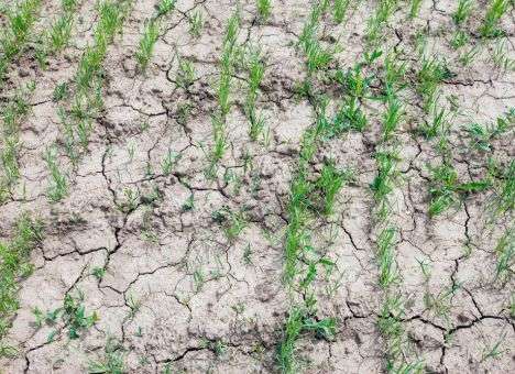 В засыхающем Крыму рассчитывают собрать около 1 млн тонн зерна