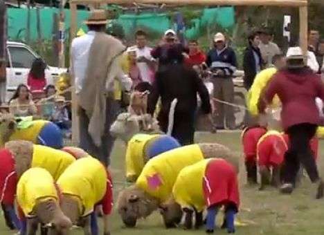 В Колумбии прошел футбольный матч между командами из овец (ВИДЕО)