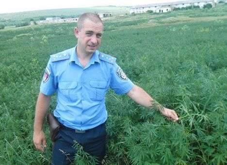 В Одесской области обнаружили плантацию конопли (ФОТО)
