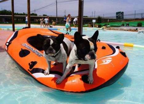 Открылся первый в мире водный курорт для собак