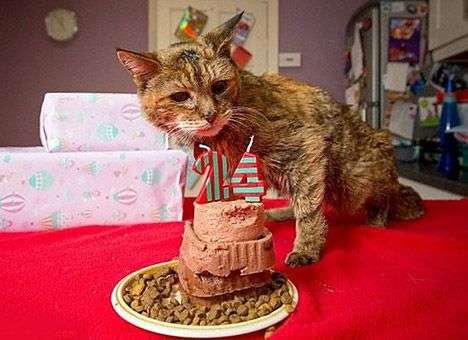 Умерла самая старая кошка в мире