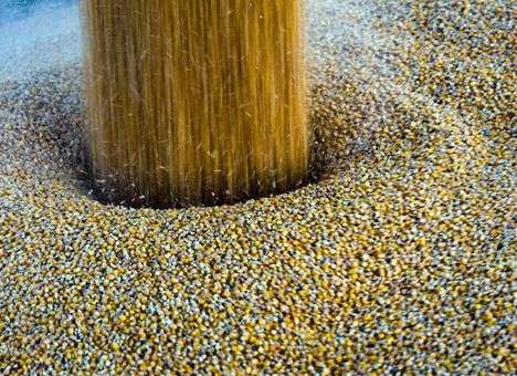 РФ может ограничить ввоз растительной продукции с Украины