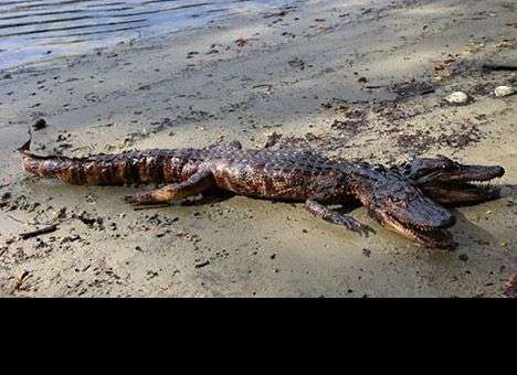 Во Флориде обнаружили двухголового аллигатора