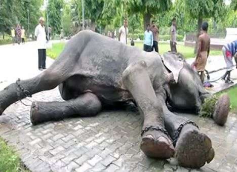 В Индии слон расплакался после освобождения из 50-летнего рабства