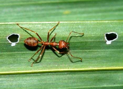 Муравьи натолкнули ученых на идею нового антибиотика