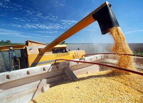 Потерянный на Донбассе урожай существенно не повлияет на общий объем зерна - МинАПК