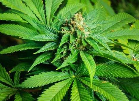 Германия потихоньку привыкает к препаратам из конопли