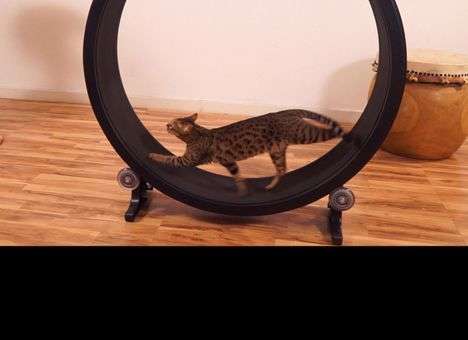 Тренажер для кошек поступит в продажу этой осенью (ФОТО, ВИДЕО)