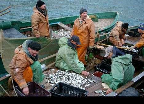 За полгода вылов рыбы в Украине вырос на 40%