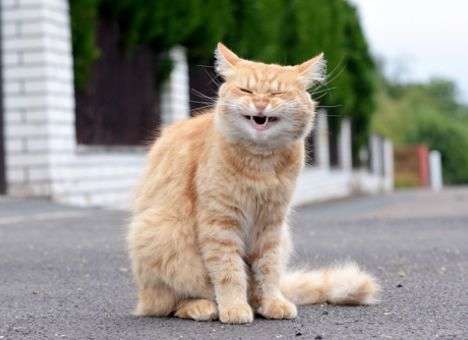 В Нью-Йорке бродячие кошки «оккупировали» остров (ВИДЕО)