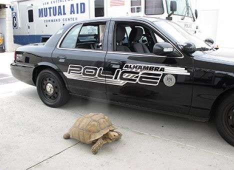 В США полицейские устроили погоню за черепахой-гигантом