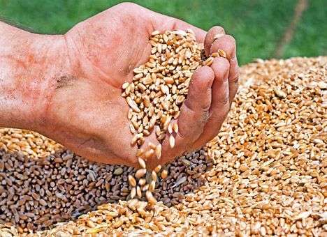 В Украине активно идет сбор урожая